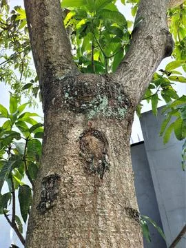 Mango tree trunk texture Stockfoto's