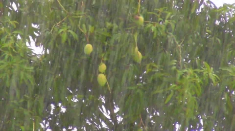 Mango Tree under Torrential Rain Storm Hurricane  13secs Stock Footage 7793848