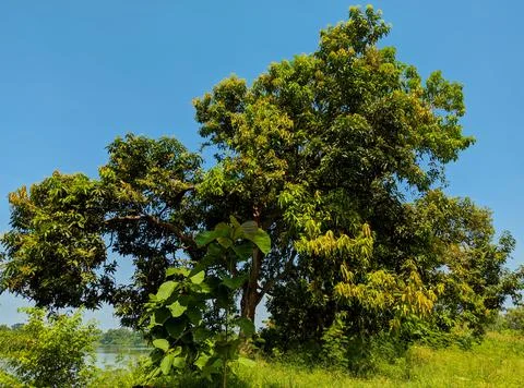 Mango tree view Stock Photos