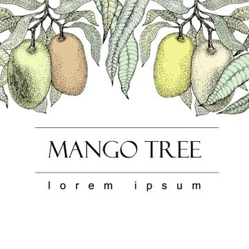 Mango tree vintage design template. Botanical mango fruit banner. Engraved .. Stock Illustration