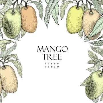 Mango tree vintage design template. Botanical mango fruit frame. Engraved m.. Stock Illustration