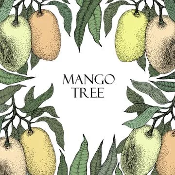 Mango tree vintage design template. Botanical mango fruit frame. Engraved m.. Stock Illustration