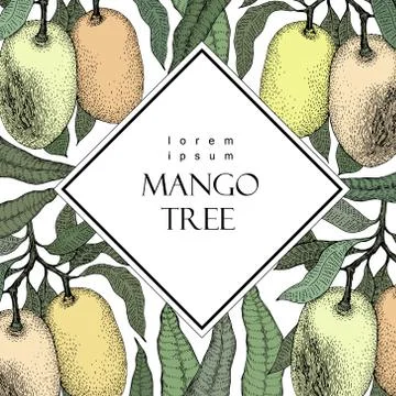 Mango tree vintage design template. Botanical mango fruit frame. Engraved m.. Stock Illustration