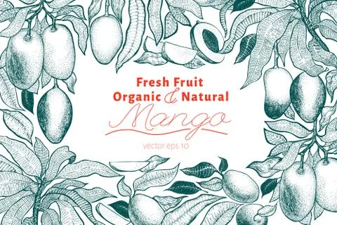 Mango tree vintage design template. Botanical mango fruit frame. Engraved man Stock Illustration