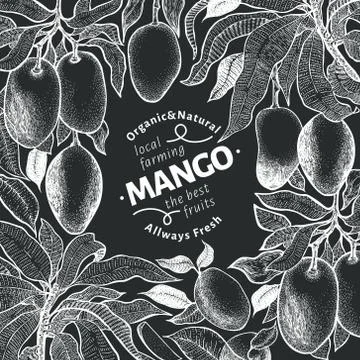 Mango tree vintage design template. Botanical mango fruit frame. Engraved man Stock Illustration