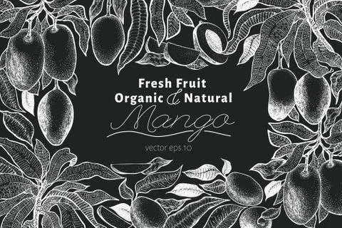 Mango tree vintage design template. Botanical mango fruit frame. Engraved man Stock Illustration