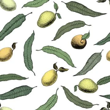 Mango tree vintage seamless pattern. Botanical mango fruit background. Engr.. Stock Illustration