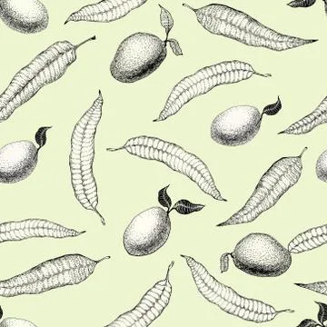 Mango tree vintage seamless pattern. Botanical mango fruit background. Engr.. Stock Illustration
