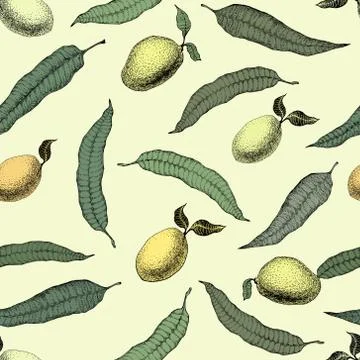 Mango tree vintage seamless pattern. Botanical mango fruit background. Engr.. 库存插图