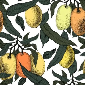 Mango tree vintage seamless pattern. Botanical mango fruit background. Engr.. Stock Illustration