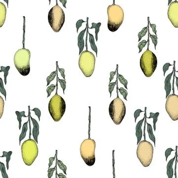 Mango tree vintage seamless pattern. Botanical mango fruit background. Engr.. Stock Illustration