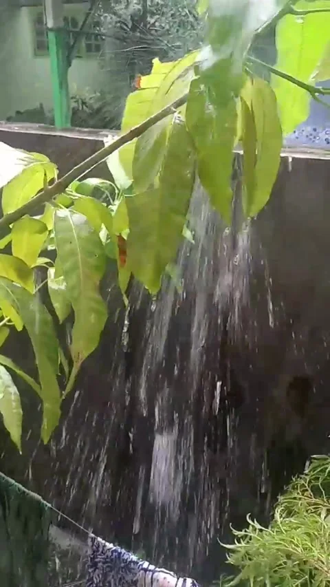 The mango tree that was overwritten by the rain Video stock 219447372