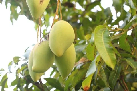 Mango is in the tree on a white background. Foto stock