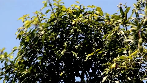 Mango tree in the wind with blue sky, Natural background Stock Footage 198688918