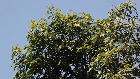 Mango tree in the wind with blue sky, Natural background Stock Footage 198689022