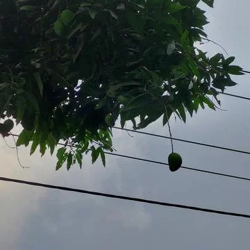 A mango tree in the yard that is bearing fruit Stock Photos