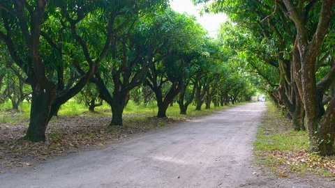 Mango Trees 4K Video stock 119887471