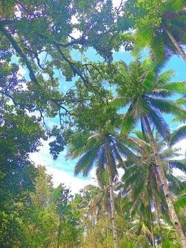 Mango trees and coconut trees in the garden Stock Photos