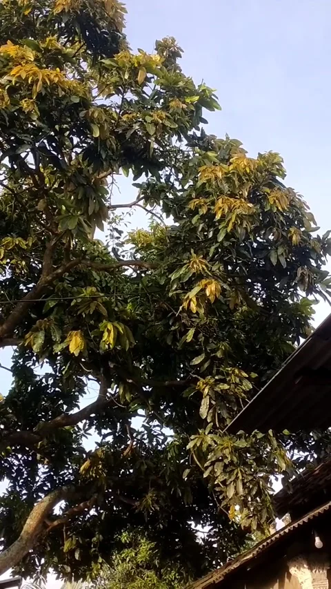 Mango trees are blooming Stock Footage 325513967