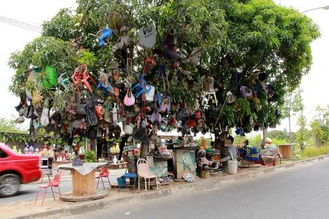  mango trees with art objects hanging salvador, bahia / brazil - october 2... Stock Photos