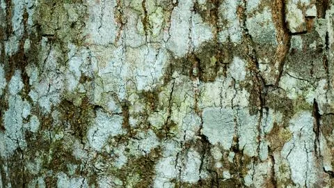 The mango trees bark is rough skin pattern, fibrous, and grayish brown Stock Photos