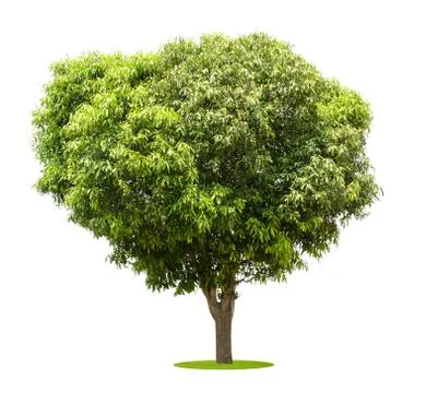 Mango trees isolated on white background Stock Photos