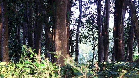 Mango trees, Jungle, Green trees, Nature Stock Footage 168430834