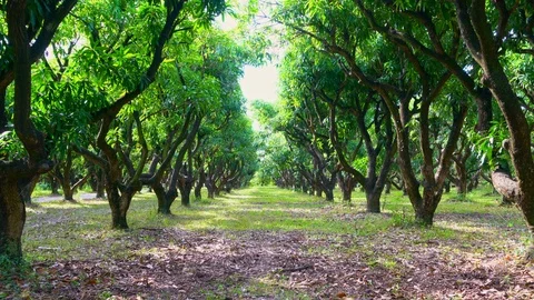 Mango Trees Near Each Other 4K Video stock 119887778