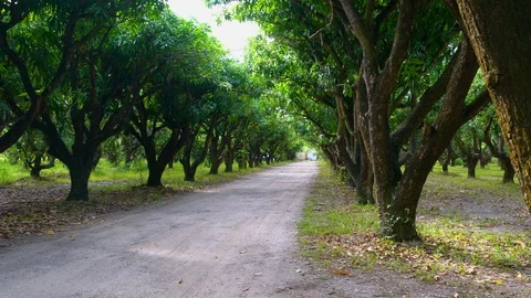 Mango Trees Panning 4K Stock Footage 119888921