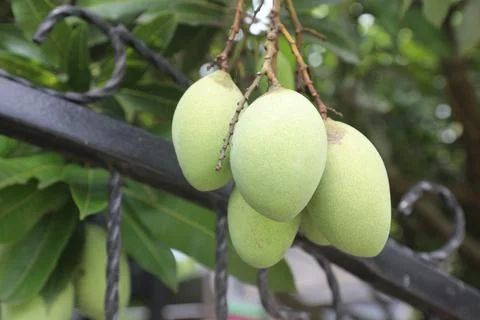 Mango trees 写真素材
