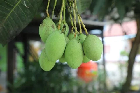 Mango trees Stock Photos