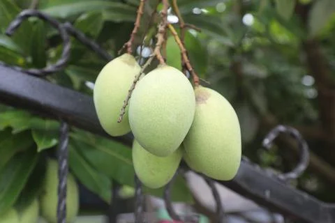 Mango trees Stock Photos
