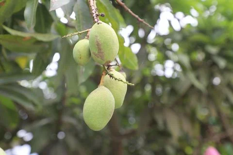 Mango trees 写真素材