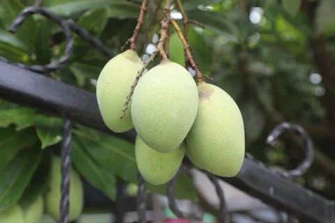 Mango trees 写真素材