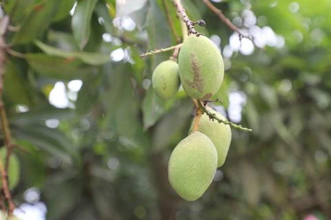 Mango trees Foto stock