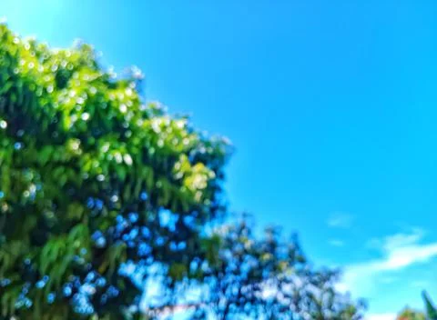 Mango trees Stock-Fotos