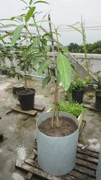 Mango trees Stock Photos