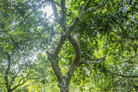 Mango trees rise broad and tall, their thick trunks supporting domes Foto stock