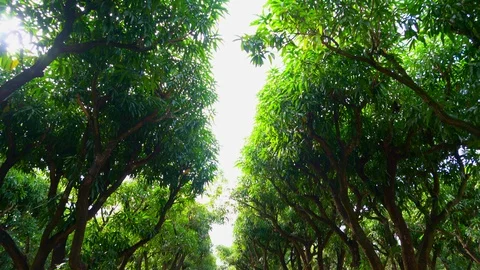 Mango Trees Tilt Down 4K Stock Footage 119886045