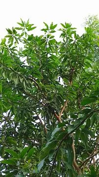 Mango trees towering in the sky Fotos de archivo