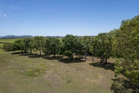 Mango Trees Under A Blue Sky On Country Property Stock Photos