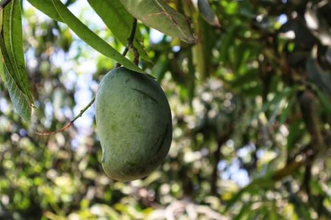 Mango: The Tropical Delight Stock Photos