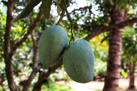 Mango: The Tropical Delight Foto stock