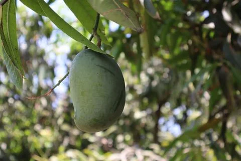 Mango: The Tropical Delight Stock Photos