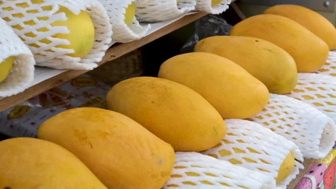 Mango tropical fruit with green leaf, Ripe mango in grass closeup, Cut Slices Stock Footage 311601206