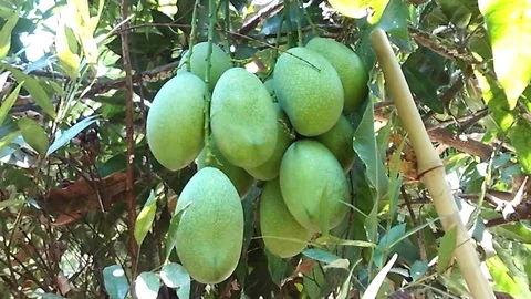 Mango tropical fruit hanging on the mango tree Stock Footage 117578056