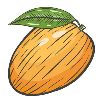 Mango vector. Exotic Tropical Whole Mango Fruit. Stock Illustration
