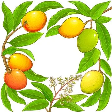 Mango vector frame Stock Illustration