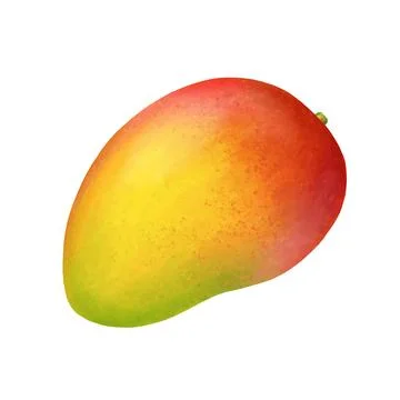 Mango vector. Fresh tropic whole fruit. Realistic vivid illustration isolated on Illustration