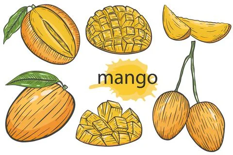 Mango, vector set. Whole fruit and mango slices. Exotic tropical fruits. Stock Illustration